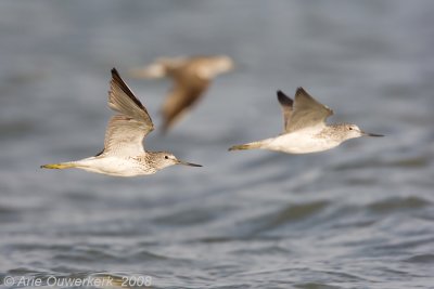 Common Greenshank - Groenpootruiter  - Tringa nebularia