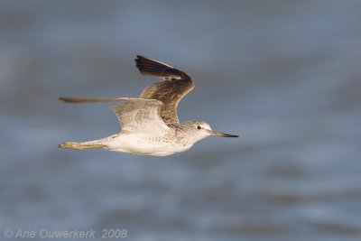 Common Greenshank - Groenpootruiter  - Tringa nebularia