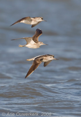 Common Greenshank - Groenpootruiter  - Tringa nebularia