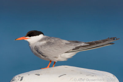 Common Tern - Visdief - Sterna hirundo