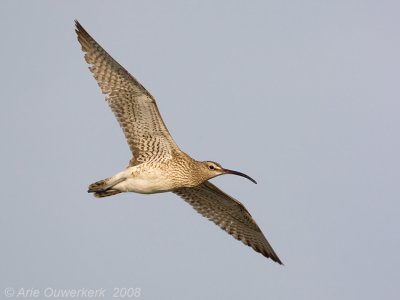 Eurasian Whimbrel - Regenwulp - Numenius phaeopus