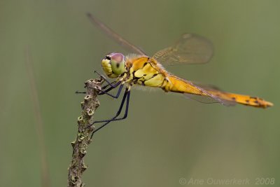 Spotted Darter - Kempense Heidelibel - Sympetrum depressiusculum