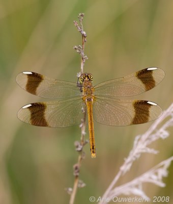 Banded Darter - Bandheidelibel - Sympetrum pedemontanum