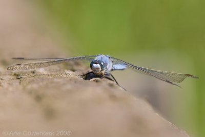 Southern Skimmer - Zuidelijke Oeverlibel - Orthetrum brunneum