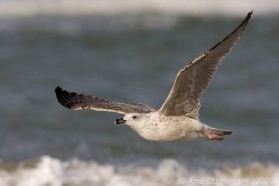 Great Black-backed Gull - Grote Mantelmeeuw - Larus marinus