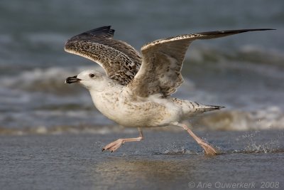 Great Black-backed Gull - Grote Mantelmeeuw - Larus marinus