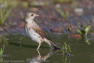 Common Whitethroat - Grasmus - Sylvia communis