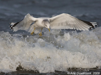 Common Gull - Stormmeeuw - Larus canus