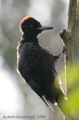 Black Woodpecker - Zwarte Specht - Dryocopus martius
