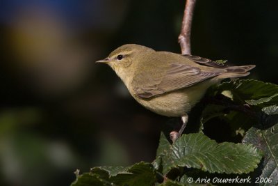Willow Warbler - Fitis - Phylloscopus trochilus