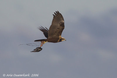 Marsh Harrier - Bruine Kiekendief - Circus aeruginosus