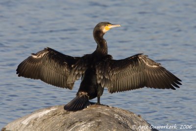 Great Cormorant - Aalscholver - Phalacrocorax carbo