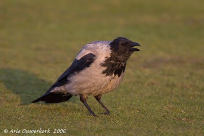 Hooded Crow - Bonte Kraai - Corvus cornix