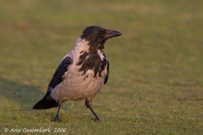 Hooded Crow - Bonte Kraai - Corvus cornix