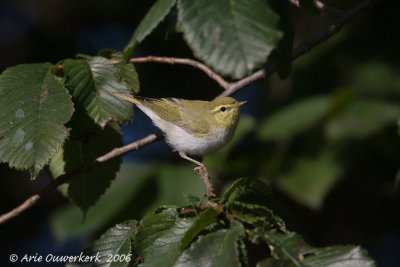 Wood Warbler - Fluiter - Phylloscopus sibilatrix