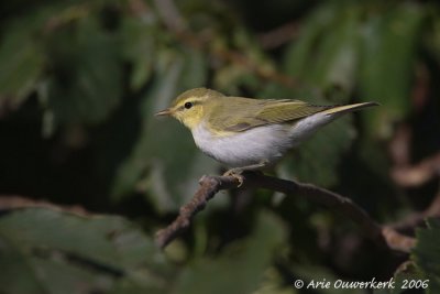 Wood Warbler - Fluiter - Phylloscopus sibilatrix