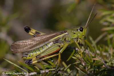 Large Marsh Grasshopper - Moerassprinkhaan - Stetophyma grossum