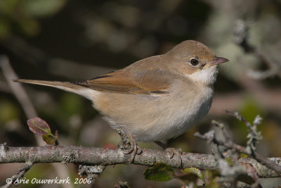 Common Whitethroat - Grasmus - Sylvia communis