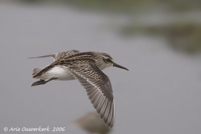 Broad-billed Sandpiper - Breedbekstrandloper - Limicola falcinellus