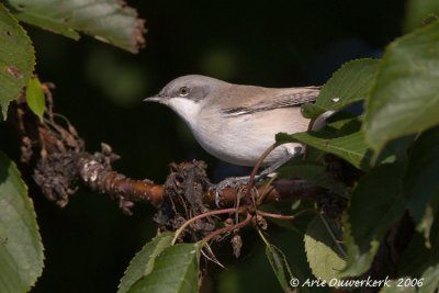 Lesser Whitethroat - Braamsluiper - Sylvia curruca