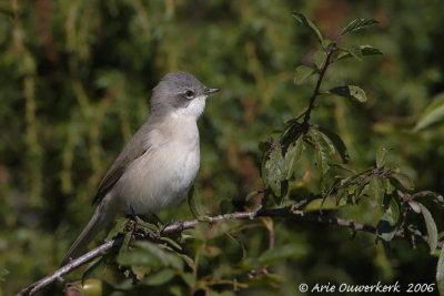Lesser Whitethroat - Braamsluiper - Sylvia curruca