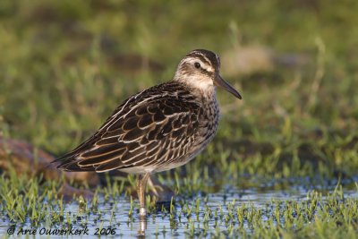 Broad-billed Sandpiper - Breedbekstrandloper - Limicola falcinellus