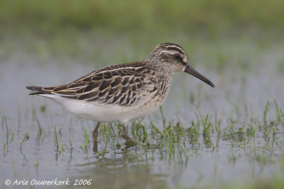 Broad-billed Sandpiper - Breedbekstrandloper - Limicola falcinellus