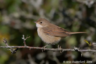 Common Whitethroat - Grasmus - Sylvia communis