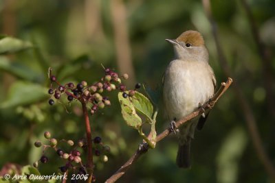Blackcap - Zwartkop - Sylvia atricapilla