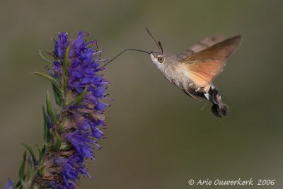 Hummingbird Hawk Moth - Kolibrievlinder - Macroglossum stellatarum