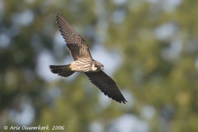 Hobby - Boomvalk - Falco subbuteo