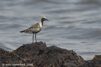 Grey Plover - Zilverplevier - Pluvialis squatarola