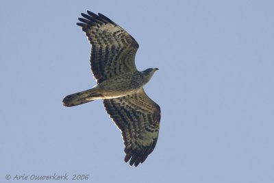 European Honey Buzzard - Wespendief - Pernis apivorus