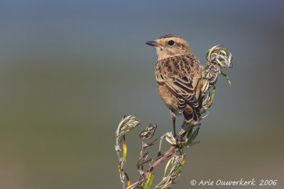 Whinchat - Paapje - Saxicola rubetra