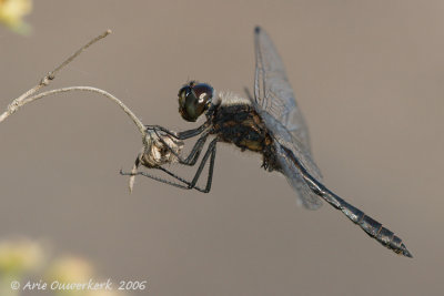 Black Darter - Zwarte Heidelibel - Sympetrum danae