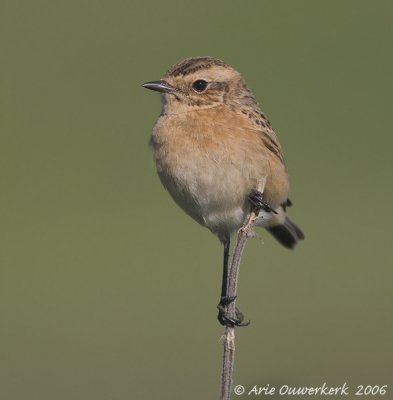 Whinchat - Paapje - Saxicola rubetra