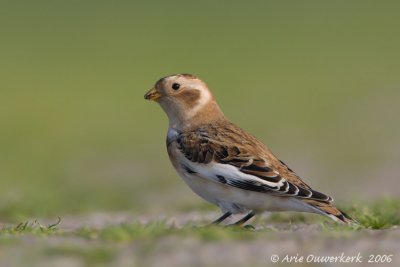 Snow Bunting - Sneeuwgors - Plectrophenax nivalis