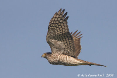 Eurasian Sparrowhawk - Sperwer - Accipiter nisus