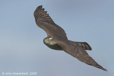 Eurasian Sparrowhawk - Sperwer - Accipiter nisus