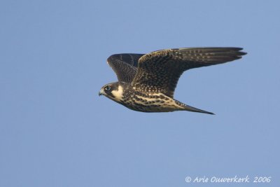 Eurasian Hobby - Boomvalk - Falco subbuteo