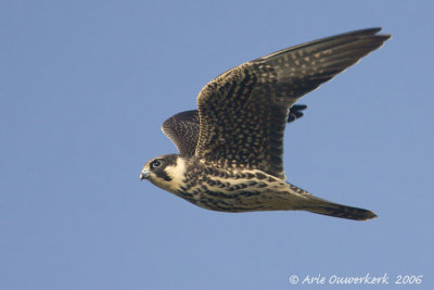 Eurasian Hobby - Boomvalk - Falco subbuteo
