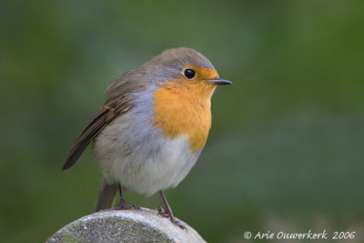 European Robin - Roodborst - Erithacus rubecula