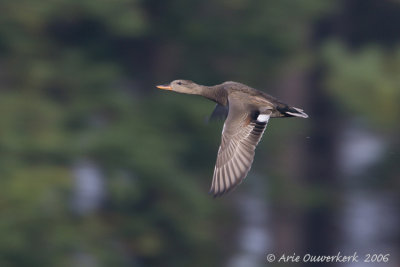 Gadwall - Krakeend - Anas strepera