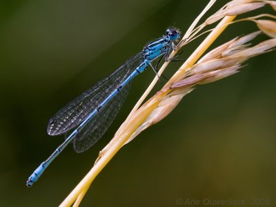 Azure Bluet (Damselfly) - Azuurwaterjuffer - Coenagrion puella