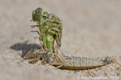 Emerging Dragonflies, River Clubtail revisited