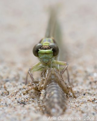 Another emerging River Clubtail in frontal view