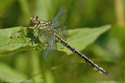 Male River Clubtail, few days old