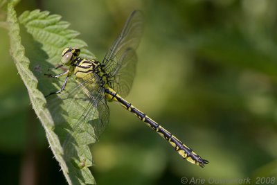 Male River Clubtail, few days old