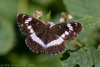 Kleine IJsvogelvlinder - White Admiral - Limenitis camilla