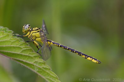 River Clubtail - Rivierrombout - Gomphus flavipes
